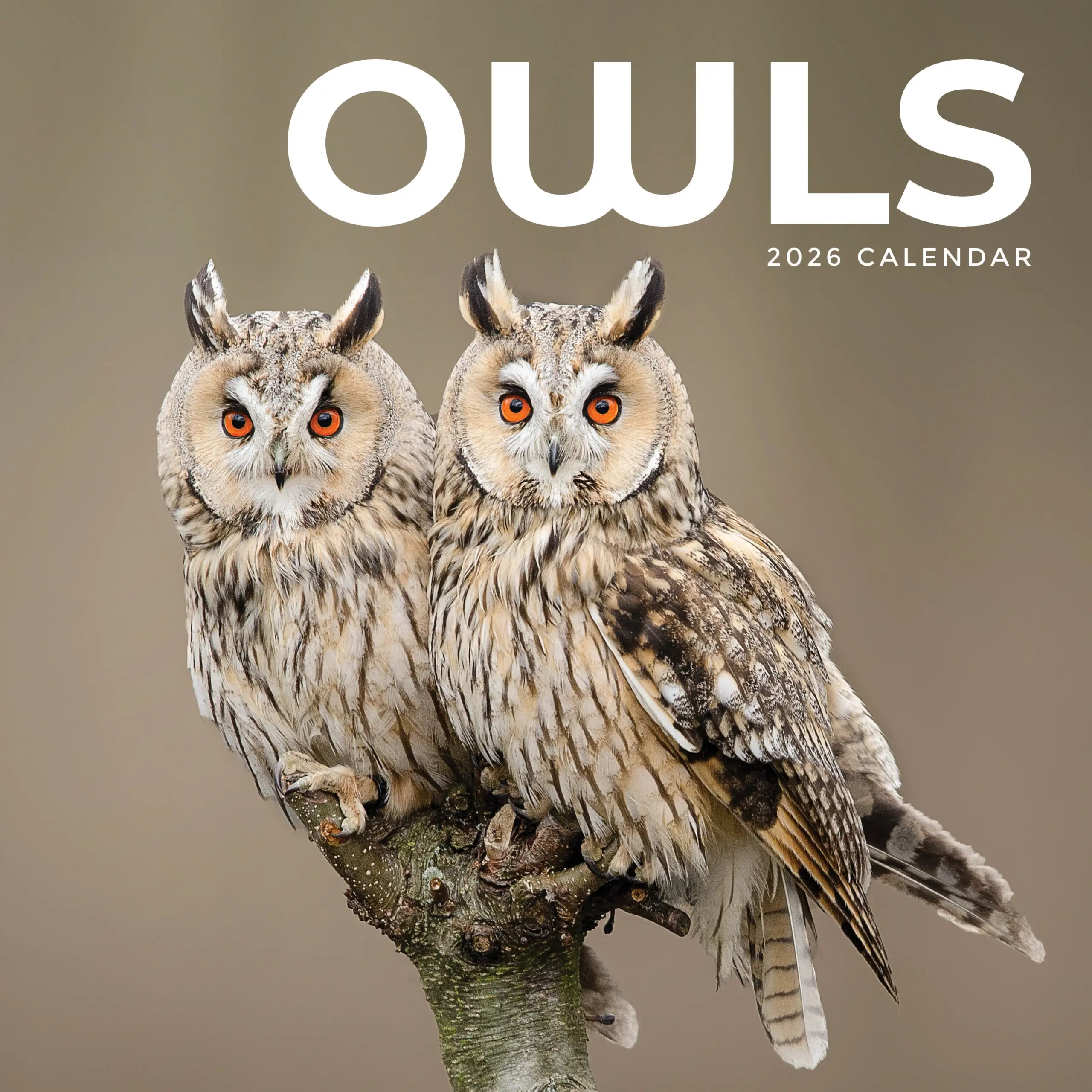 2026 Owls Square Wall Calendar