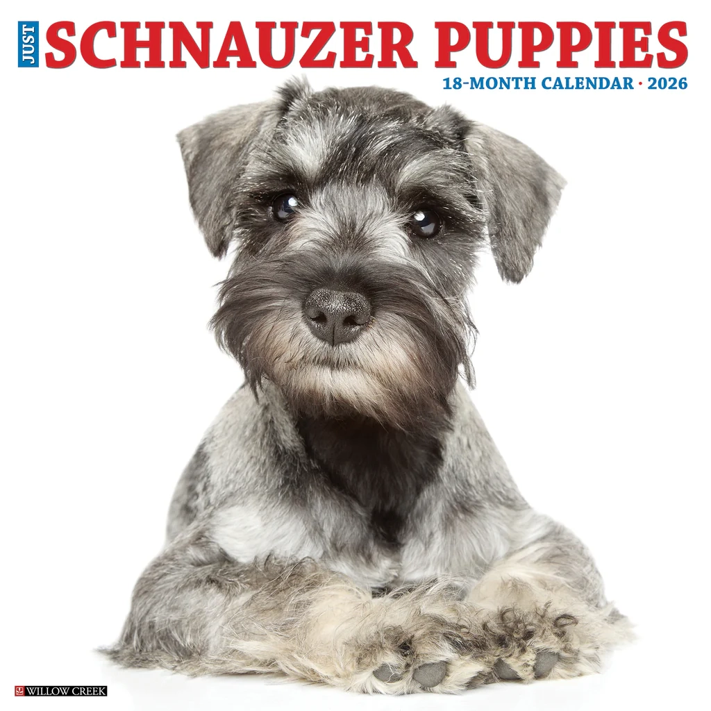 Calendar Club Schnauzer Puppies 2026 Square Wall Calendar