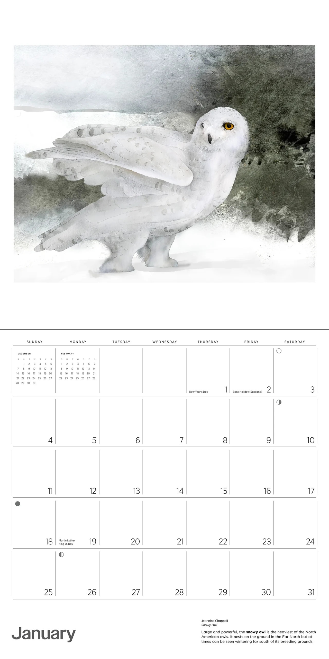 Owls Jeannine Chappell 2026 Wall Calendar Pomegranate