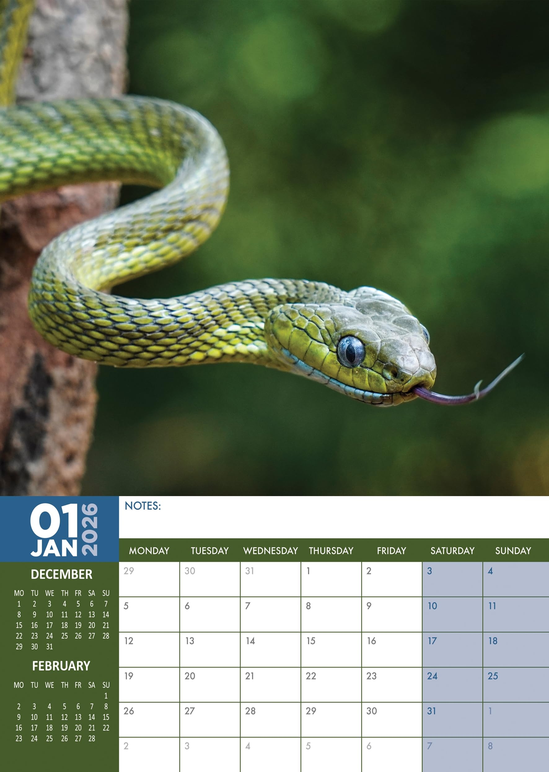 Snakes 2026 Calendar A3 Wirobound Full Colour Amazon co uk 